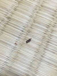 質問です 家に小さい黒い虫が大量発生しました 何の虫ですか 長さは5 Yahoo 知恵袋
