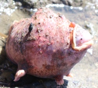 海で見つけたこの魚何かわかりますか 場所は鹿児島県志布志市の砂浜 Yahoo 知恵袋