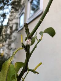 植物に白い綿のような虫が発生しており その植物の葉っぱは沢山食べられてしま Yahoo 知恵袋