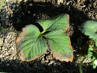 10月にプランターに植えた苺の葉が写真のように縁が赤茶色く変色し枯れ始めて Yahoo 知恵袋