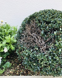 画像の様に植木の一部分だけが枯れてしまいました キンメツゲです 枯れてから Yahoo 知恵袋