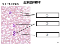 血液塗抹標本 次の空欄 を埋めてください お願いします Yahoo 知恵袋