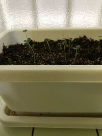 プランターにコスモスの種を植えようと思っています どのくらい Yahoo 知恵袋