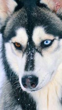 どうして左右の目の色が違う犬が誕生するのですか 犬種はシベリアンハスキーで Yahoo 知恵袋