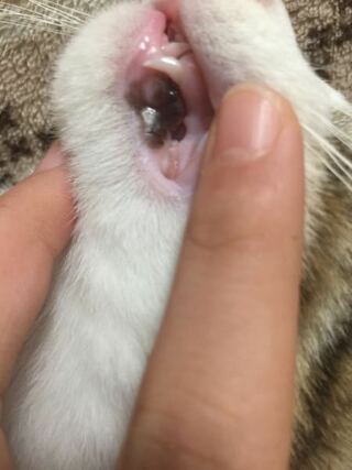 猫の歯茎が茶色い 閲覧注意かもです 朝 猫の歯茎が一部分だ Yahoo 知恵袋