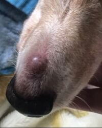 犬の鼻の上が腫れています 病院に連れていきますが 原因わかる方いらっ Yahoo 知恵袋