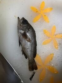 今日 メバルを釣って帰り 自分でシゴをした際メバルの背びれが指に刺さり数時 Yahoo 知恵袋