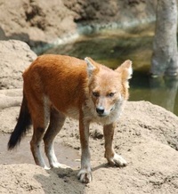 イヌ科とネコ科 狼や狐 狸はいつも悪者 ライオン 虎などは強さや正義の象徴など Yahoo 知恵袋