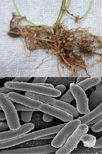 アゾトバクターと根粒菌は、液体の培地や固形の培地に培養することは可能でしょうか... - Yahoo!知恵袋