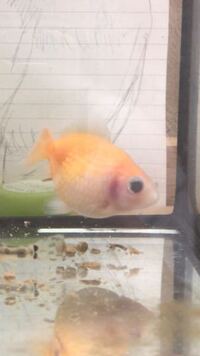 飼ってる金魚の黒目がはみ出してる 漏れてる んでるですけど大丈夫ですよね Yahoo 知恵袋