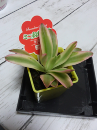 ダイソーで購入したミニ多肉植物です 名前が分からないので教 Yahoo 知恵袋