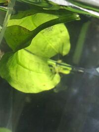 アカハライモリの病気について詳しい方がおられましたら回答お願いし Yahoo 知恵袋