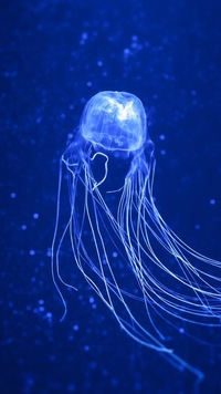 森のくまさんの歌詞で お嬢さんお逃げなさい とくまが言うのはなぜ Yahoo 知恵袋