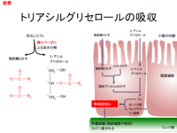 Dna量を測定する方法に ジフェニルアミン法がある この方法は どのような原理 Yahoo 知恵袋