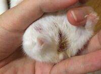 ハムスターのお尻が汚れています 飼って半年程のジャンガリア Yahoo 知恵袋