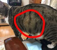 メス猫 肥満か妊娠か 見分ける方法はありますか 一歳半の雌猫が 最 Yahoo 知恵袋