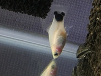 プラティを飼ってるんですが お腹がパンパンに大きくなってきているんです Yahoo 知恵袋