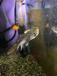 塩水浴のお塩の量の計算方法を詳しく教えてください ６０ｃｍ水槽 Yahoo 知恵袋