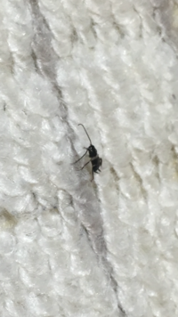 最近 和室や床に小さい黒い虫が歩いています 飛びません 触角みたいなのがありま Yahoo 知恵袋