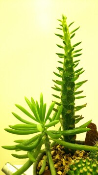 多肉植物の名前をご教示ください 写真左右とも どちらもダイソー Yahoo 知恵袋