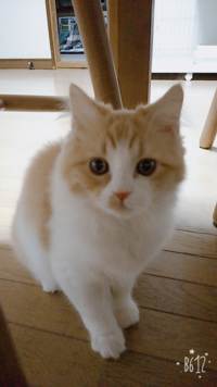 猫にあげる生肉 鶏胸 ささみ は人が食べられない鮮度のもの スーパー Yahoo 知恵袋