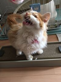 飼い猫で一匹だけ やけにシッポが太い猫がいます 平均の3倍ぐらいあり 威嚇 Yahoo 知恵袋