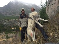 これぐらいの大きさのオオカミってアラスカオオカミやツンドラ シベリアオオカ Yahoo 知恵袋