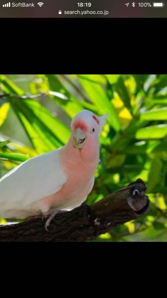 大型と猫の同居 - 私は近い将来猫とオウムか大型インコを飼いたい 