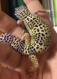 レオパで値段が3万から程度って高いですか 一 Yahoo 知恵袋