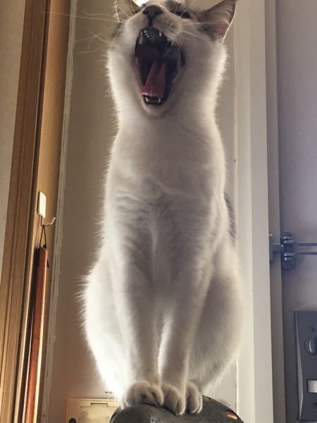 うちの猫（漱石）の口の中に黒い模様があります。なんなんですかコ 