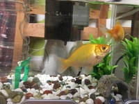 金魚の餌は１日何回 何粒が適切なんですか うちの金魚はやればやる Yahoo 知恵袋