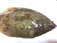 カレイの名前を教えてください 場所は秋田県の漁港内で釣りました 特徴は鱗有 Yahoo 知恵袋