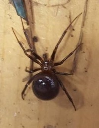 家の中で黒くておしりが大きい蜘蛛が出ました 目が悪くてハッキリとは見 Yahoo 知恵袋