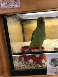 ワカケホンセイインコ 野生化している個体を捕まえて飼育してい Yahoo 知恵袋