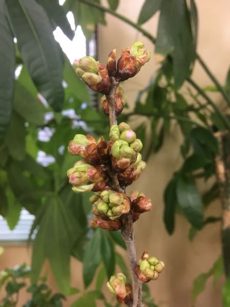 1つの蕾だと思っていたのですが、蕾が膨らんできてよく見てみると中に