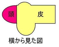 陰茎の包皮が腫れています 恥ずかしながら 亀頭から裏筋のあたりの皮が Yahoo 知恵袋