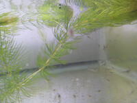 水槽内マツモの葉の先端に付着 直径1mm程 白色 半透明 一見魚 Yahoo 知恵袋