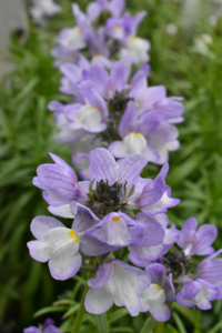 この花はネメシア よろしくお願いします リナリア ヒメキン Yahoo 知恵袋