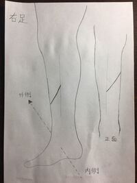 脛骨について 画像のように 脛骨に細長いくぼみ 溝 が左右 Yahoo 知恵袋