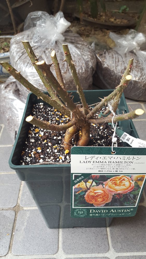 バラ初心者です ネットで購入した大苗を地植えしたいのですが 届い Yahoo 知恵袋