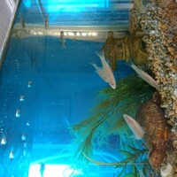 魚釣りの餌についてです 練り餌がありますが その代わりに味噌でも Yahoo 知恵袋