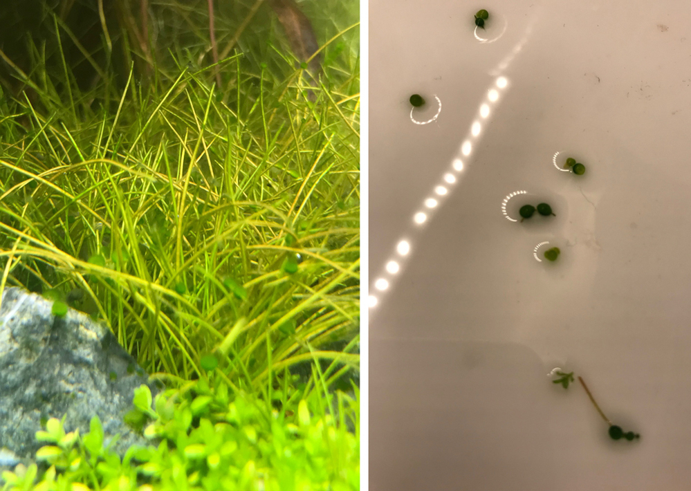水槽の水草にこのような緑色の丸いコケのようなものが大量に付いています これ Yahoo 知恵袋