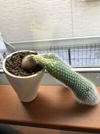 このサボテン、頭が重いのですが、どうしたらよいでしょうか 