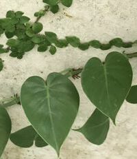 植物の名前を教えてください 温室で撮影しました 葉っぱがハート型のツタ科の Yahoo 知恵袋
