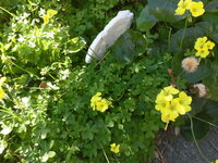 カタバミらしき葉 葉っぱがハート型です の四つ葉を発見しましたが これはク Yahoo 知恵袋