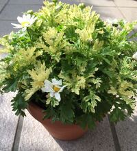 クリサンセマムノースポールを購入して育てています 成長と共 Yahoo 知恵袋