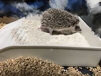 生まれて4ヶ月くらいのハリネズミを飼っているのですが エサは結構 Yahoo 知恵袋