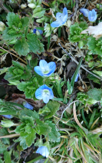 この小さな青い花はなんていう名前でしょうか よく雑草に紛れ Yahoo 知恵袋