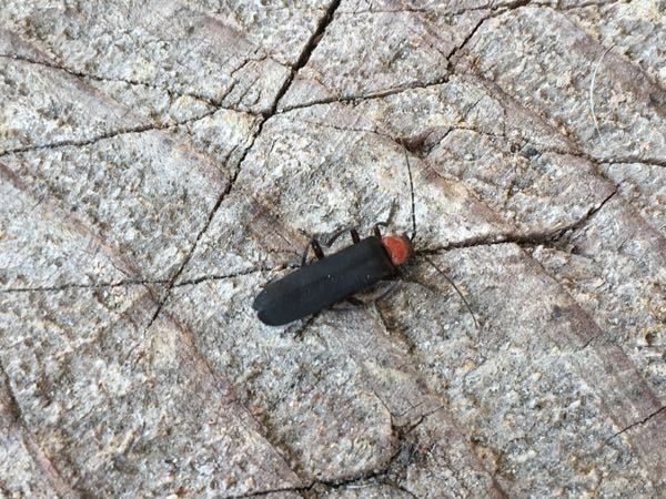今朝 庭で頭部の赤い虫を見かけました 大きさは約2センチぐ Yahoo 知恵袋