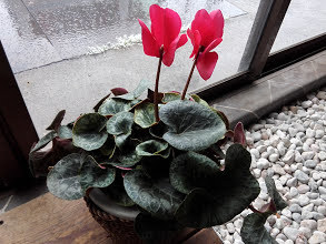 シクラメンの花が咲かない2年目のシクラメンですが、花が2個しか出ませ